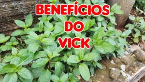 Leia mais sobre o artigo Beneficios da Planta Vick
