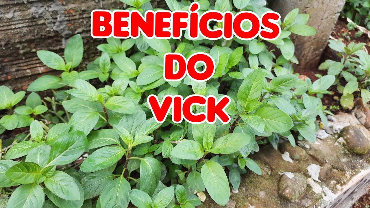 No momento, você está visualizando Beneficios da Planta Vick