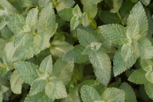Leia mais sobre o artigo O Poder do Hortelã (Mentha piperita): Benefícios Incríveis para a Sua Saúde