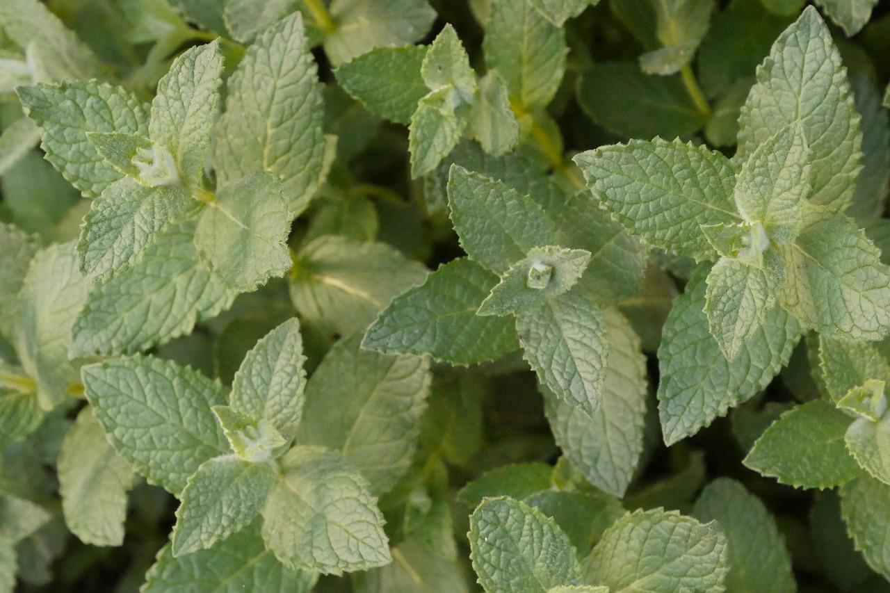 No momento, você está visualizando O Poder do Hortelã (Mentha piperita): Benefícios Incríveis para a Sua Saúde